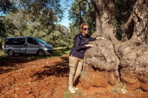 cose da fare in Puglia Scoprire la piana degli ulivi millenari